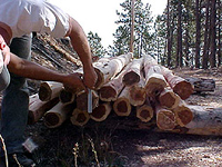 Hand Peeled Posts (Cedar Shown)