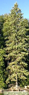 Black Hills Spruce