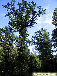 Bur Oak in a Black Hills Canyon