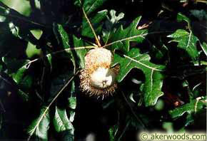 The enormous acorn gives this tree its names: Bur Oak and Mossycup Oak.