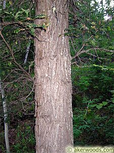 Bur Oak close up.