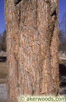 Eastern Redcedar