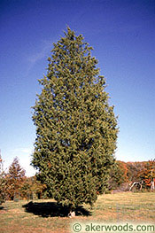 Eastern Redcedar