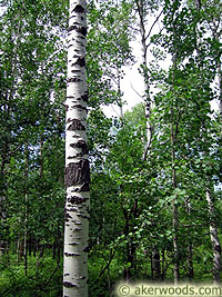 Quaking Aspen