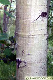 Quaking Aspen