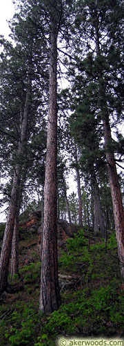 Ponderosa Pine